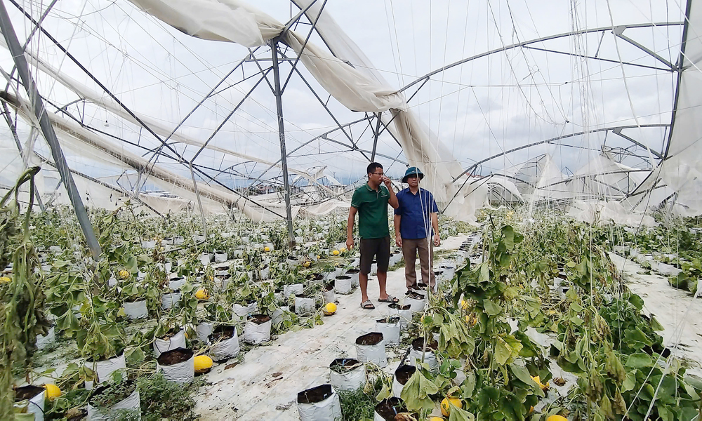  Bảo hiểm nông nghiệp: Người dân, doanh nghiệp chưa mặn mà